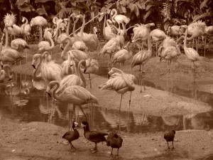 Sepia Effect